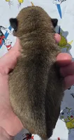 Olive M2, a male Pug for sale in Upland, IN – 2 of 4