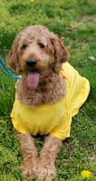 Roxy F3, a female Goldendoodle for sale in Upland, IN – Photo 5 of 5