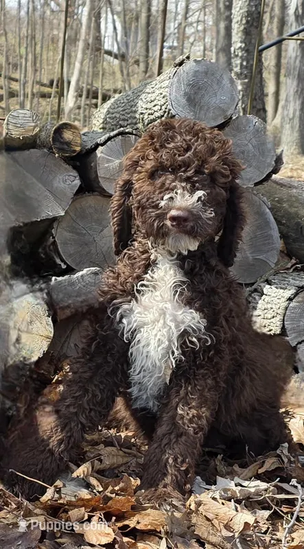 Roxy F3 – Goldendoodle puppy for sale in Upland, IN