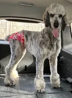 Roxy F3, a female Goldendoodle for sale in Upland, IN – Photo 4 of 5