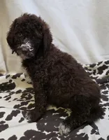 Roxy F3, a female Goldendoodle for sale in Upland, IN – Photo 1 of 5