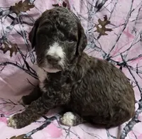 Roxy F3, a female Goldendoodle for sale in Upland, IN – Photo 2 of 5