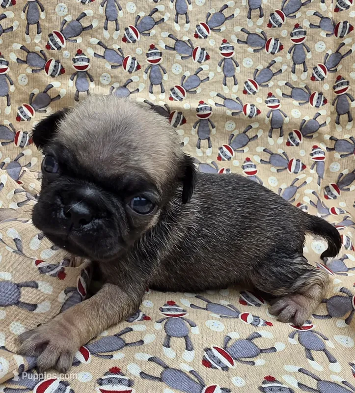 Darci F1 – Pug puppy for sale in Upland, IN