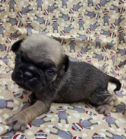 Darci F1, a female Pug for sale in Upland, IN – 1 of 4