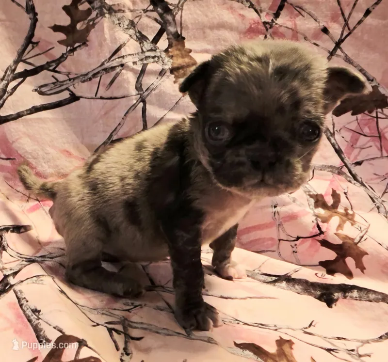 Navy F3 – Pug puppy for sale in Upland, IN