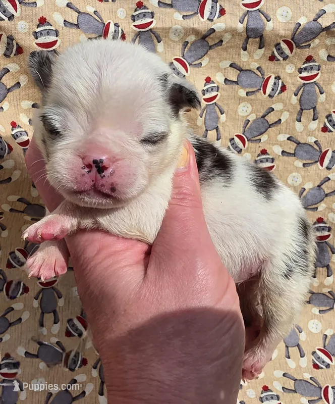 Navy M2 – Pug puppy for sale in Upland, IN