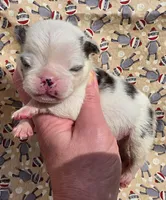 Navy M2, a male Pug for sale in Upland, IN – 1 of 4