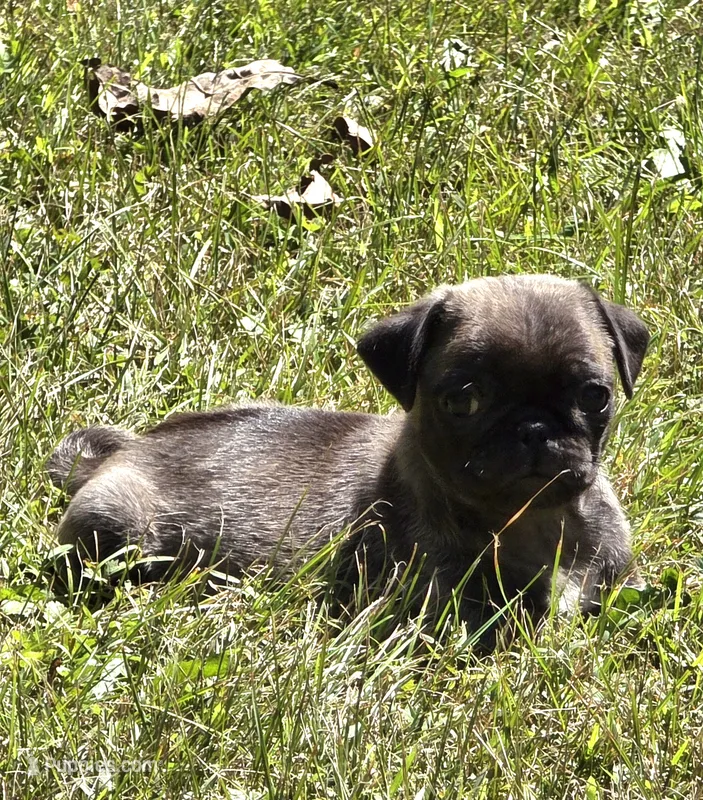 Cinderella M3 – Pug puppy for sale in Upland, IN