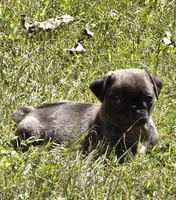 Cinderella M3, a male Pug for sale in Upland, IN – 1 of 5