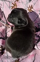 Cinderella F3, a female Pug for sale in Upland, IN – 2 of 4