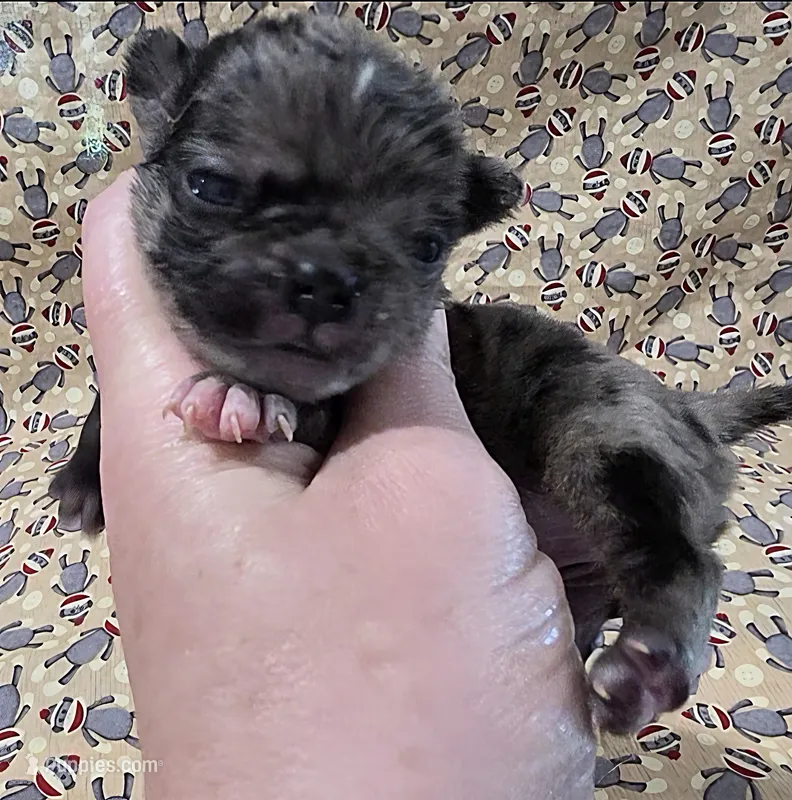 Navy F3 – Pug puppy for sale in Upland, IN