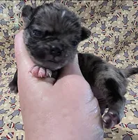 Navy F3, a female Pug for sale in Upland, IN – 1 of 4