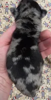Navy M4, a male Pug for sale in Upland, IN – 2 of 4