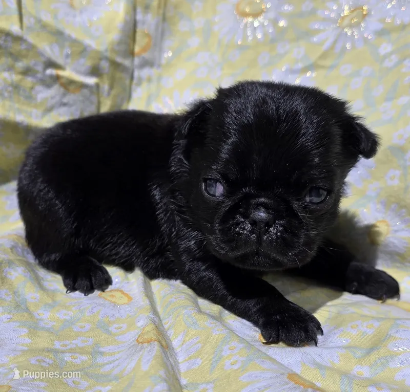Olive F1 – Pug puppy for sale in Upland, IN