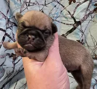 Yeti M1, a male Pug for sale in Upland, IN – 1 of 4