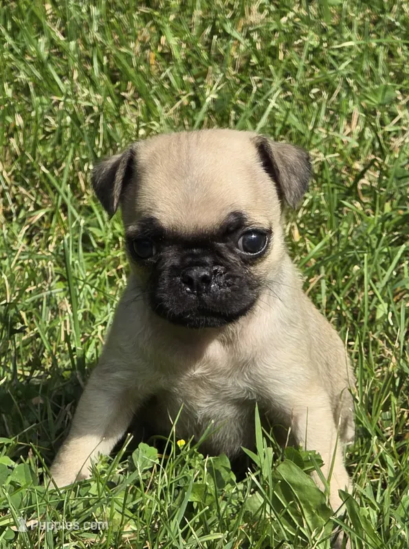 Darci F4 – Pug puppy for sale in Upland, IN