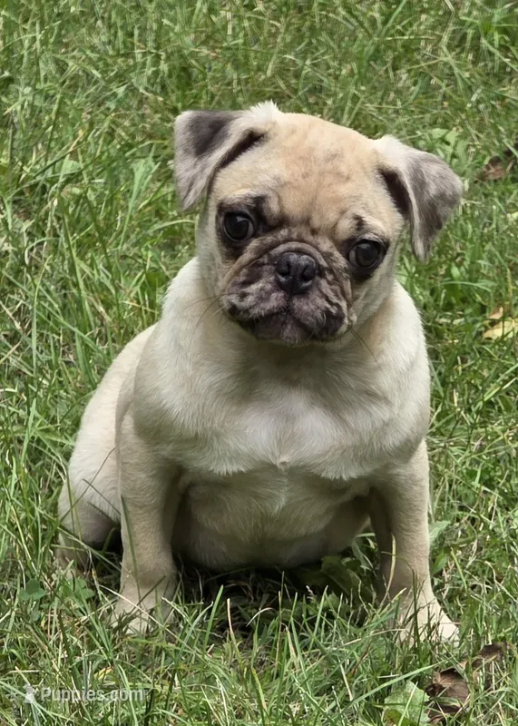 Lucy M2 – Pug puppy for sale in Upland, IN