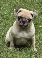 Lucy M2, a male Pug for sale in Upland, IN – 1 of 10
