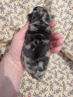 Navy F2, a female Pug for sale in Upland, IN – 2 of 4