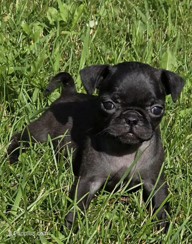 Lucy F1 – Pug puppy for sale in Upland, IN