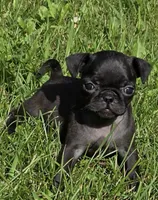 Lucy F1, a female Pug for sale in Upland, IN – 1 of 6