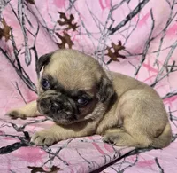 Cinderella F2, a female Pug for sale in Upland, IN – 1 of 4