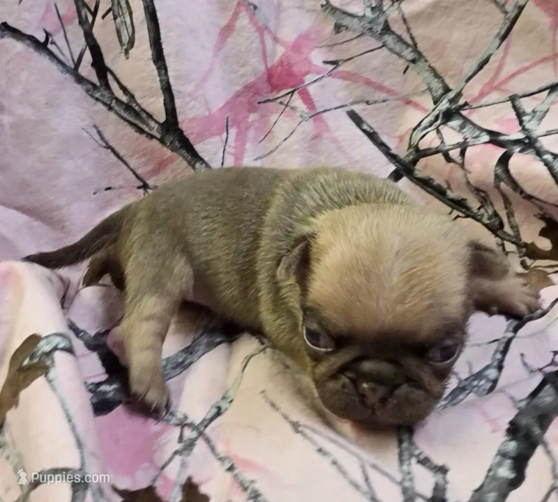 Taylor F1 – Pug puppy for sale in Upland, IN