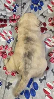 Elvira F2, a female Pug for sale in Upland, IN – 2 of 8