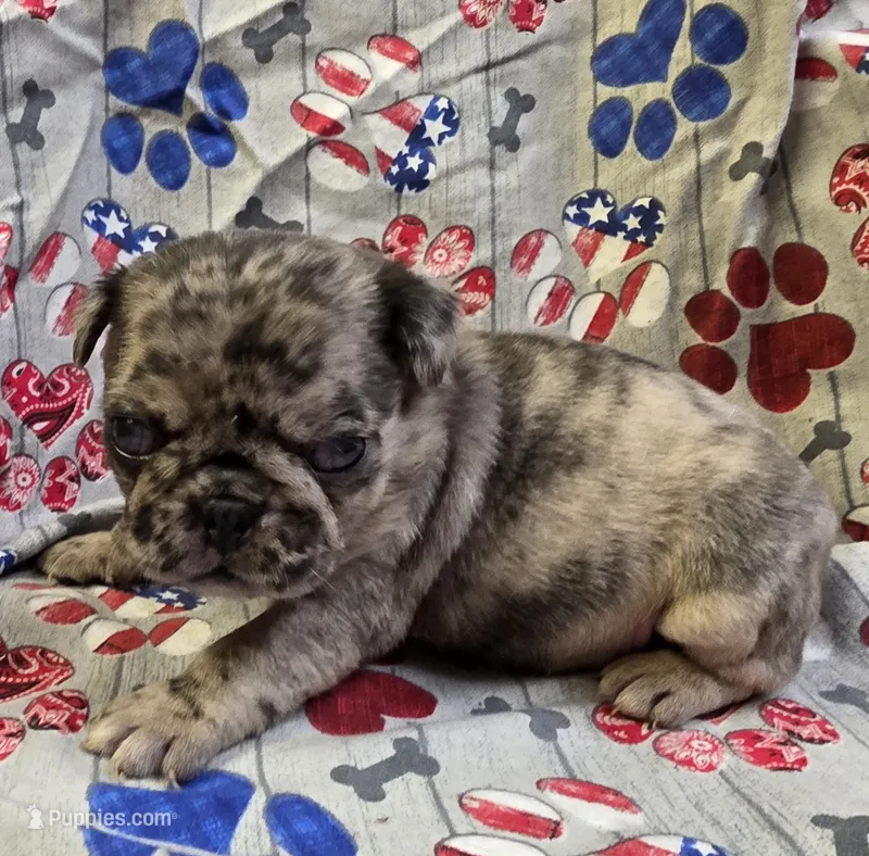Elvira F1 – Pug puppy for sale in Upland, IN