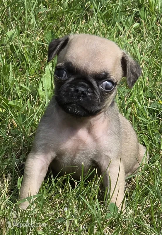 Darci M2 – Pug puppy for sale in Upland, IN