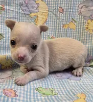 Tara M1, a male Chihuahua for sale in Upland, IN – Photo 3 of 8