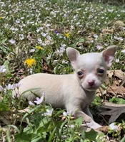 Tara M1, a male Chihuahua for sale in Upland, IN – Photo 2 of 8