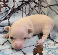 Tara M1, a male Chihuahua for sale in Upland, IN – Photo 5 of 8