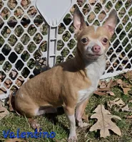 Tara M1, a male Chihuahua for sale in Upland, IN – Photo 3 of 4