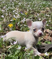 Tara M1, a male Chihuahua for sale in Upland, IN – Photo 1 of 8