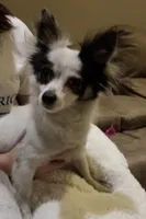 Tara M1, a male Chihuahua for sale in Upland, IN – Photo 4 of 4