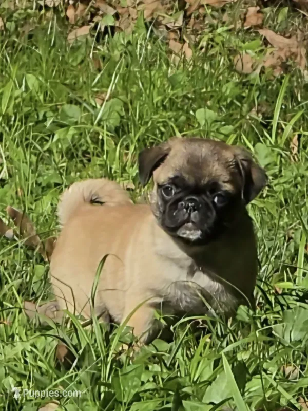Olive M2 – Pug puppy for sale in Upland, IN