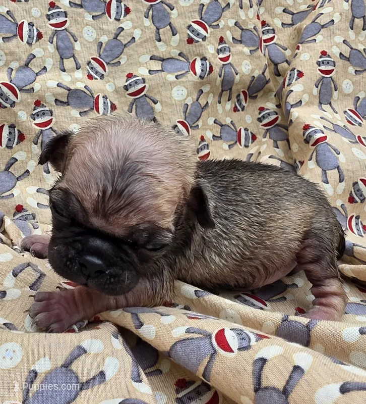 Darci F2 – Pug puppy for sale in Upland, IN