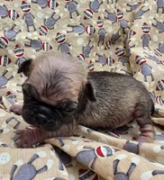 Darci F2, a female Pug for sale in Upland, IN – 1 of 4