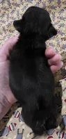 Josephine M1, a male Pug for sale in Upland, IN – 2 of 4