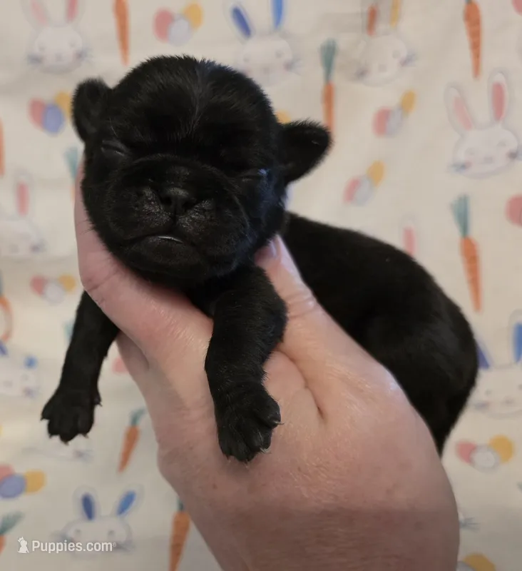Aili M2 – Pug puppy for sale in Upland, IN