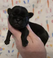 Aili M2, a male Pug for sale in Upland, IN – Photo 1 of 4