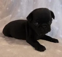 Aili M2, a male Pug for sale in Upland, IN – 1 of 5