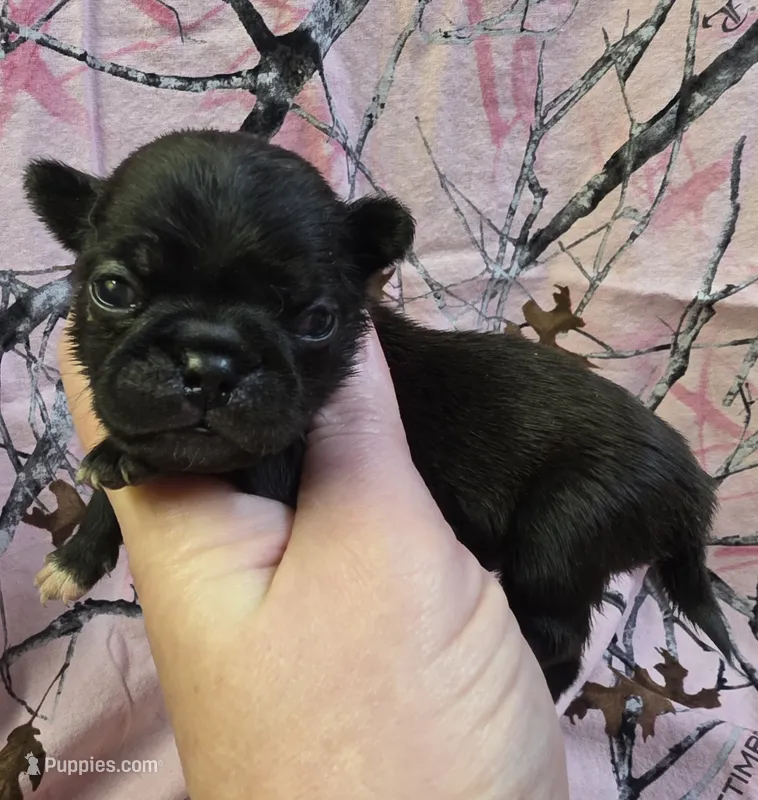 Lucy F1, a female Pug for sale in Upland, IN – 1 of 4