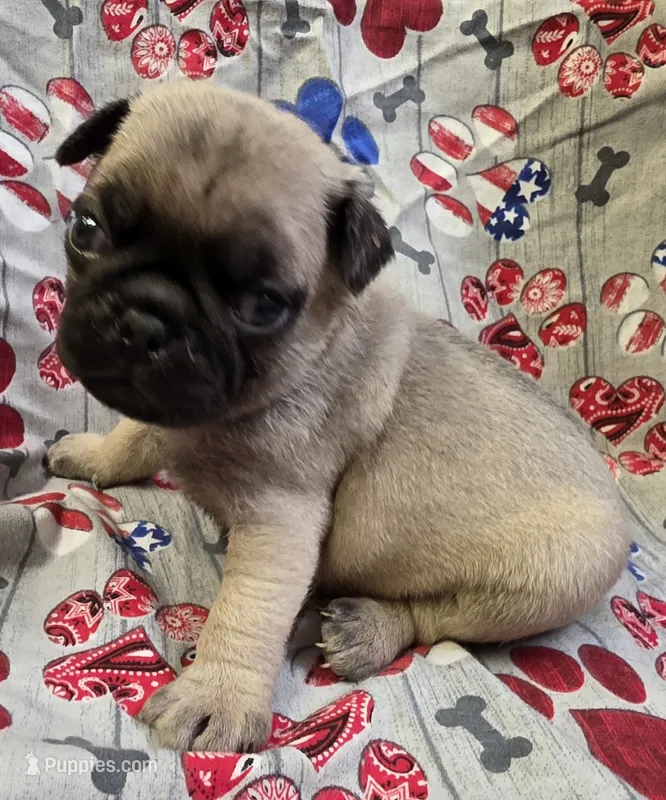 Elvira M2 – Pug puppy for sale in Upland, IN