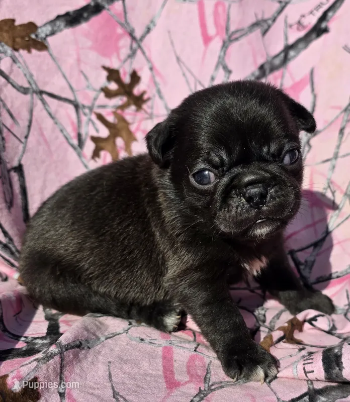Cinderella F3 – Pug puppy for sale in Upland, IN