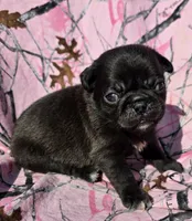 Cinderella F3, a female Pug for sale in Upland, IN – 1 of 4