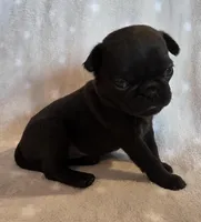 Aili F1, a female Pug for sale in Upland, IN – 2 of 6