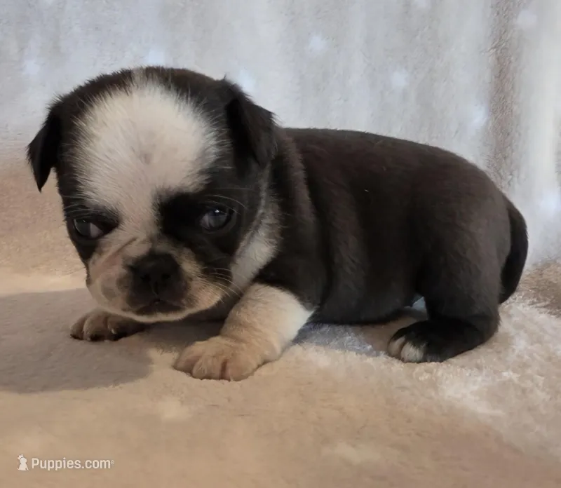 Aili F2 – Pug puppy for sale in Upland, IN