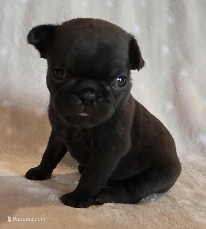 Aili F1 – Pug puppy on hold in Upland, IN